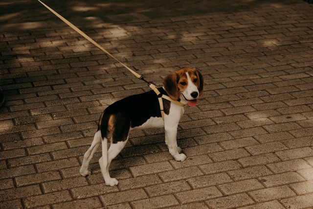 Leashed Beagle dog standing on a brown brick street